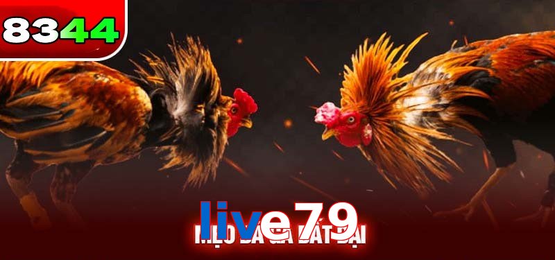 Đá gà live79 có sức hấp dẫn