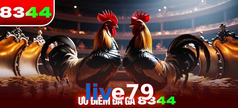 Thể loại đá gà live79 được ưa chuộng 
